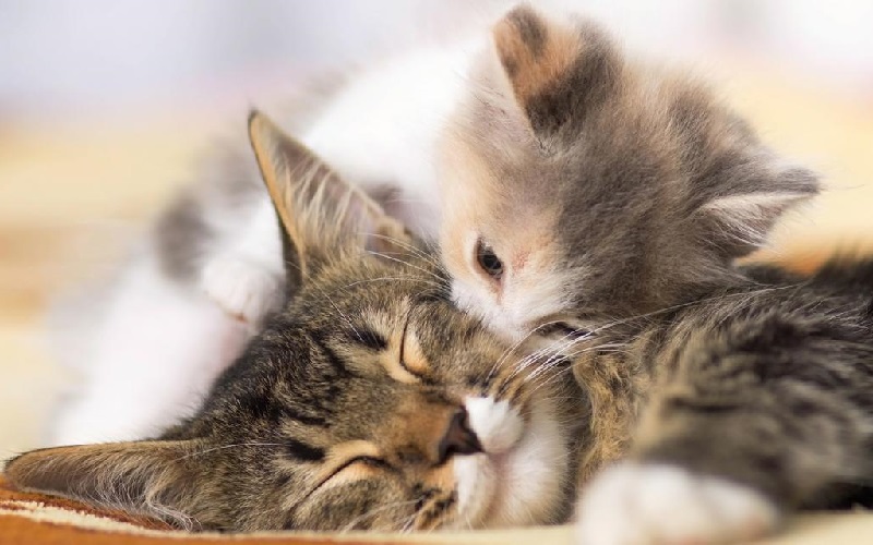 Cách kết hợp giải mã giấc mơ mèo với soi cầu hàng ngày