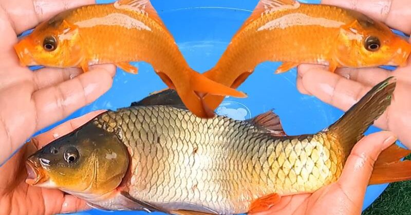 Giải mã theo màu sắc của cá trong mơ