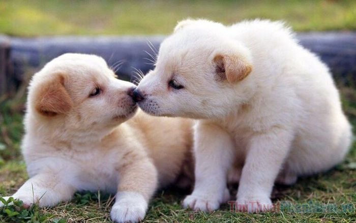 Mơ thấy chó – tốt hay xấu?