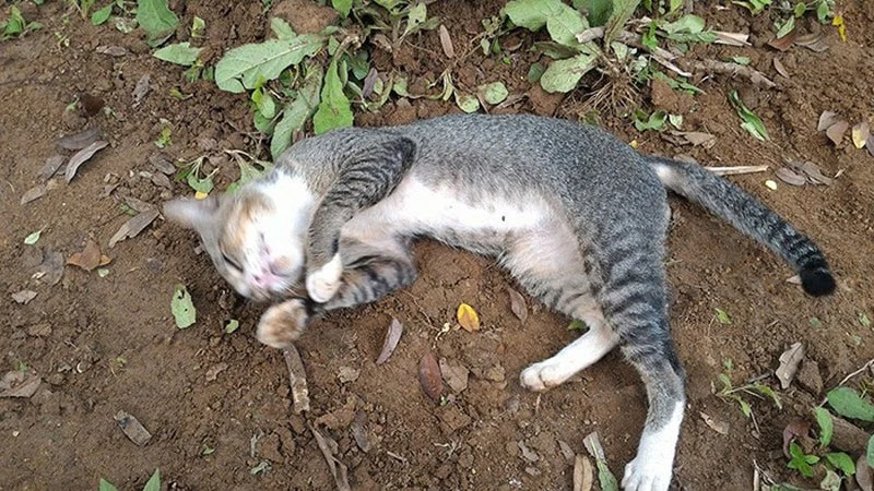 Mơ thấy mèo đánh con gì? 